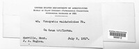 Ustacystis waldsteiniae image